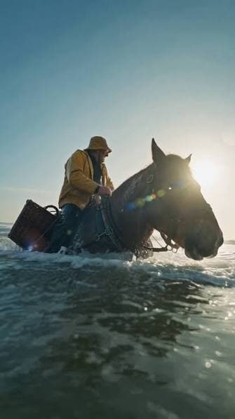 PAARDENVISSER | The Last Horseback Shrimp Fishermen on Earth poster
